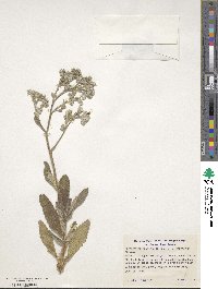 Eriodictyon crassifolium var. nigrescens image