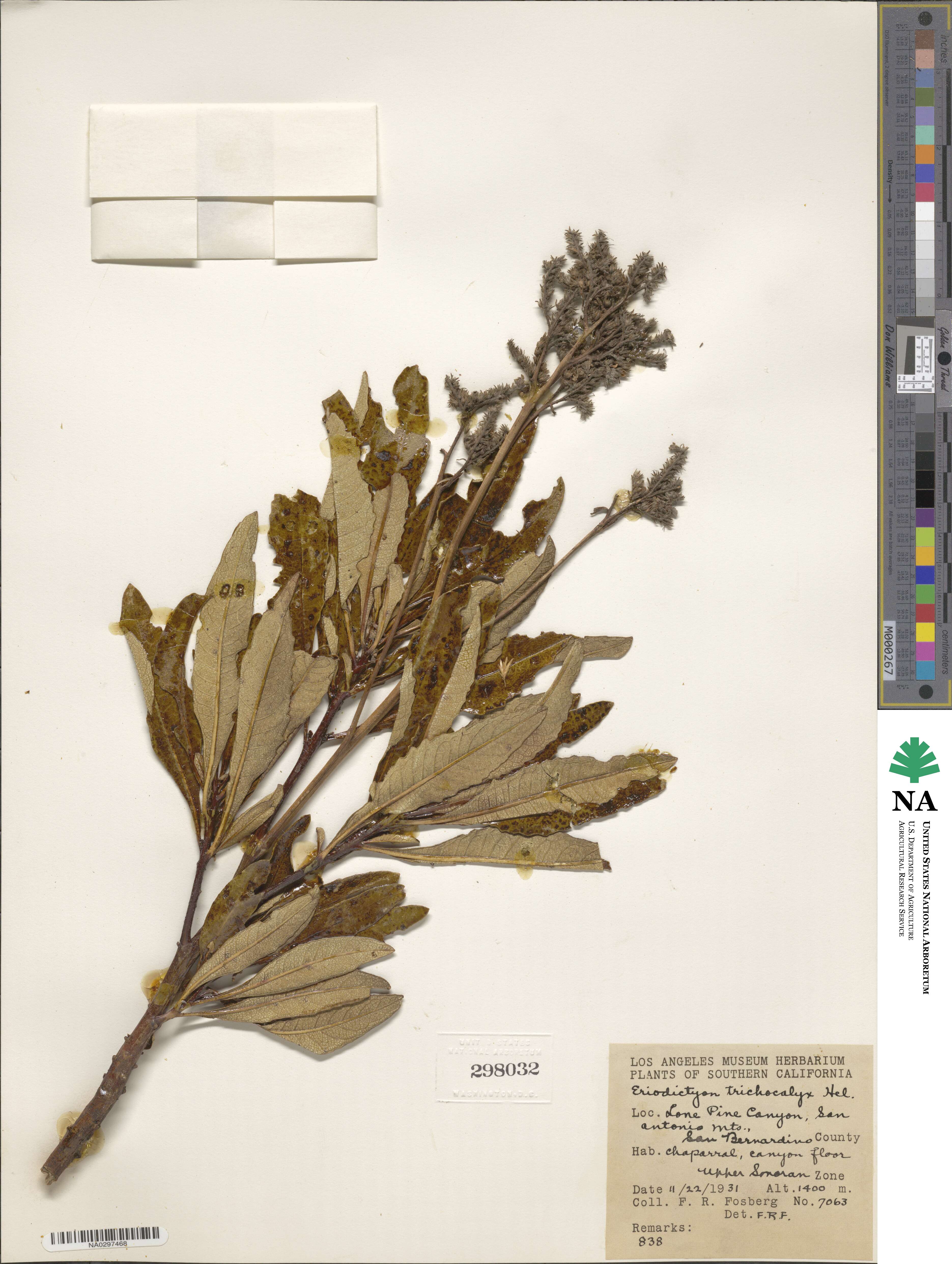 Eriodictyon image