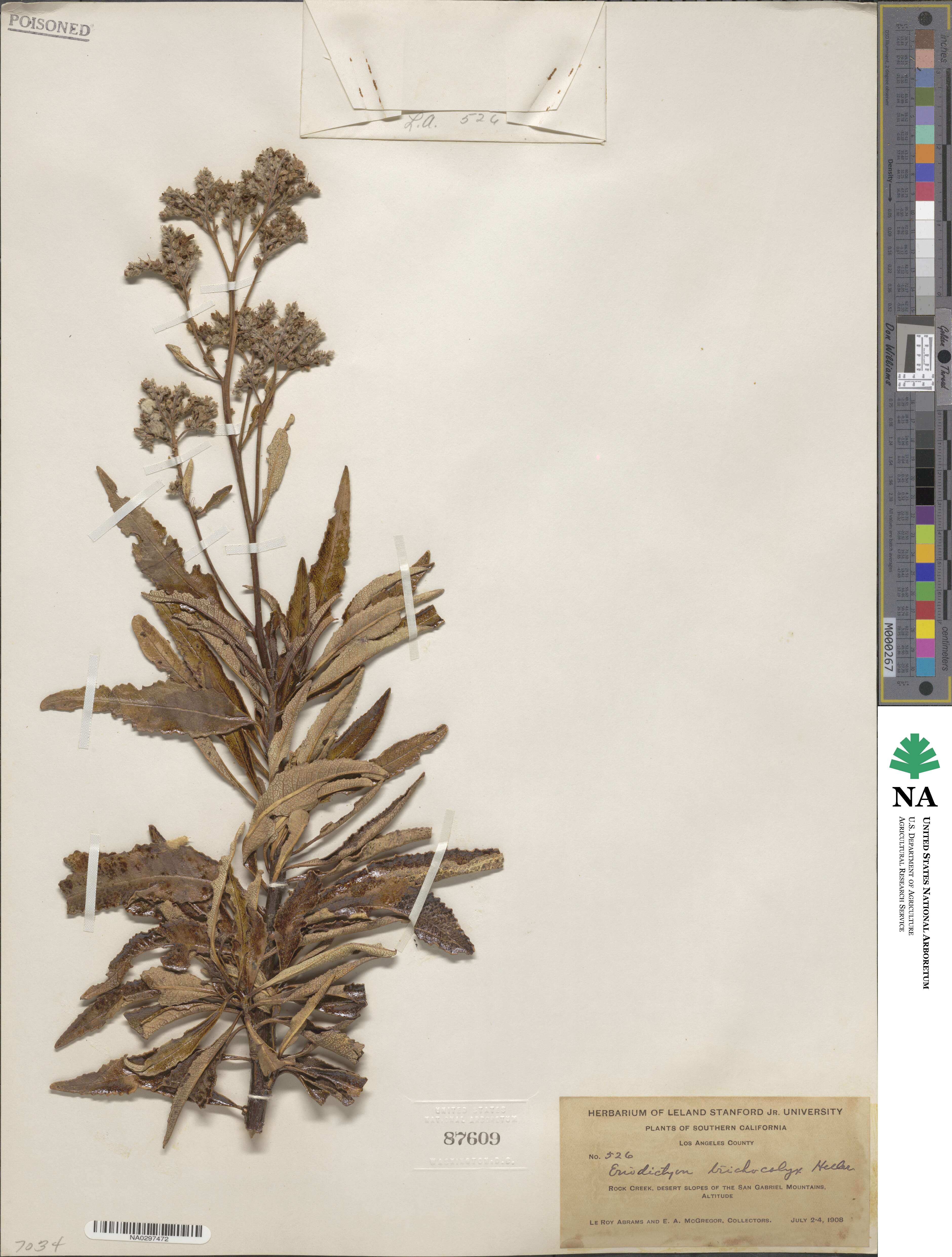 Hydrophyllaceae image