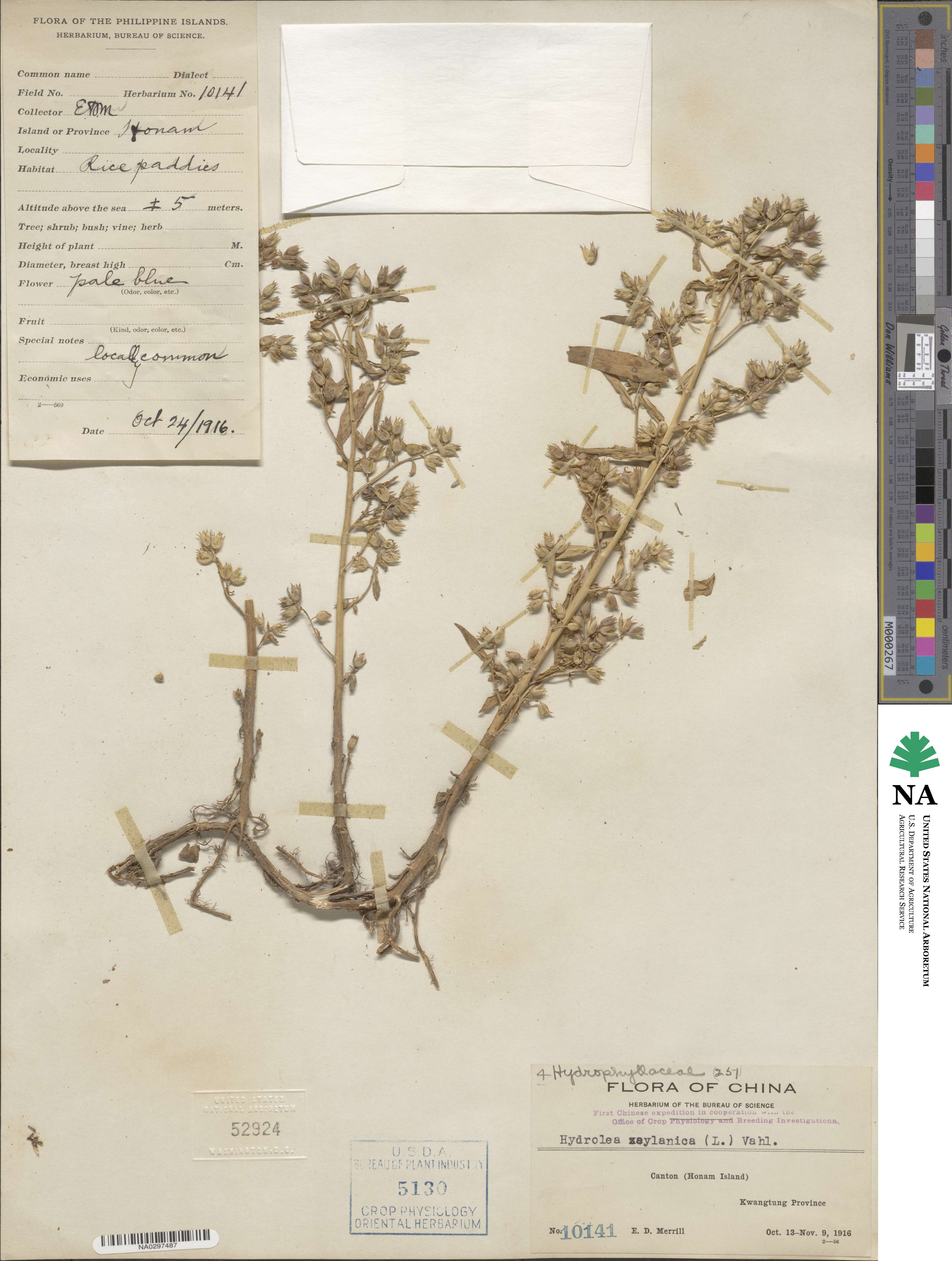 Hydrolea zeylanica image