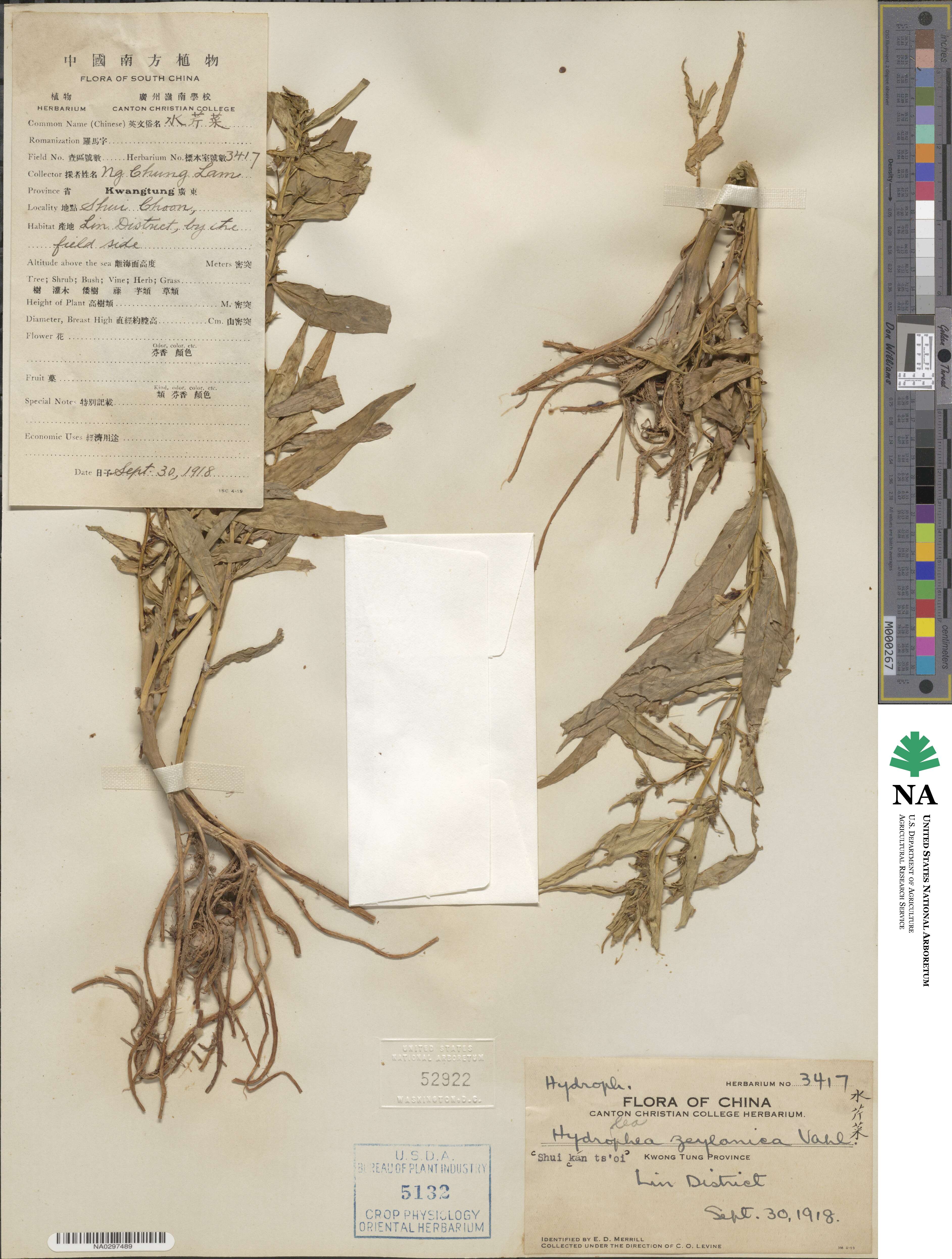 Hydrolea zeylanica image