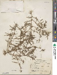 Hydrolea spinosa image