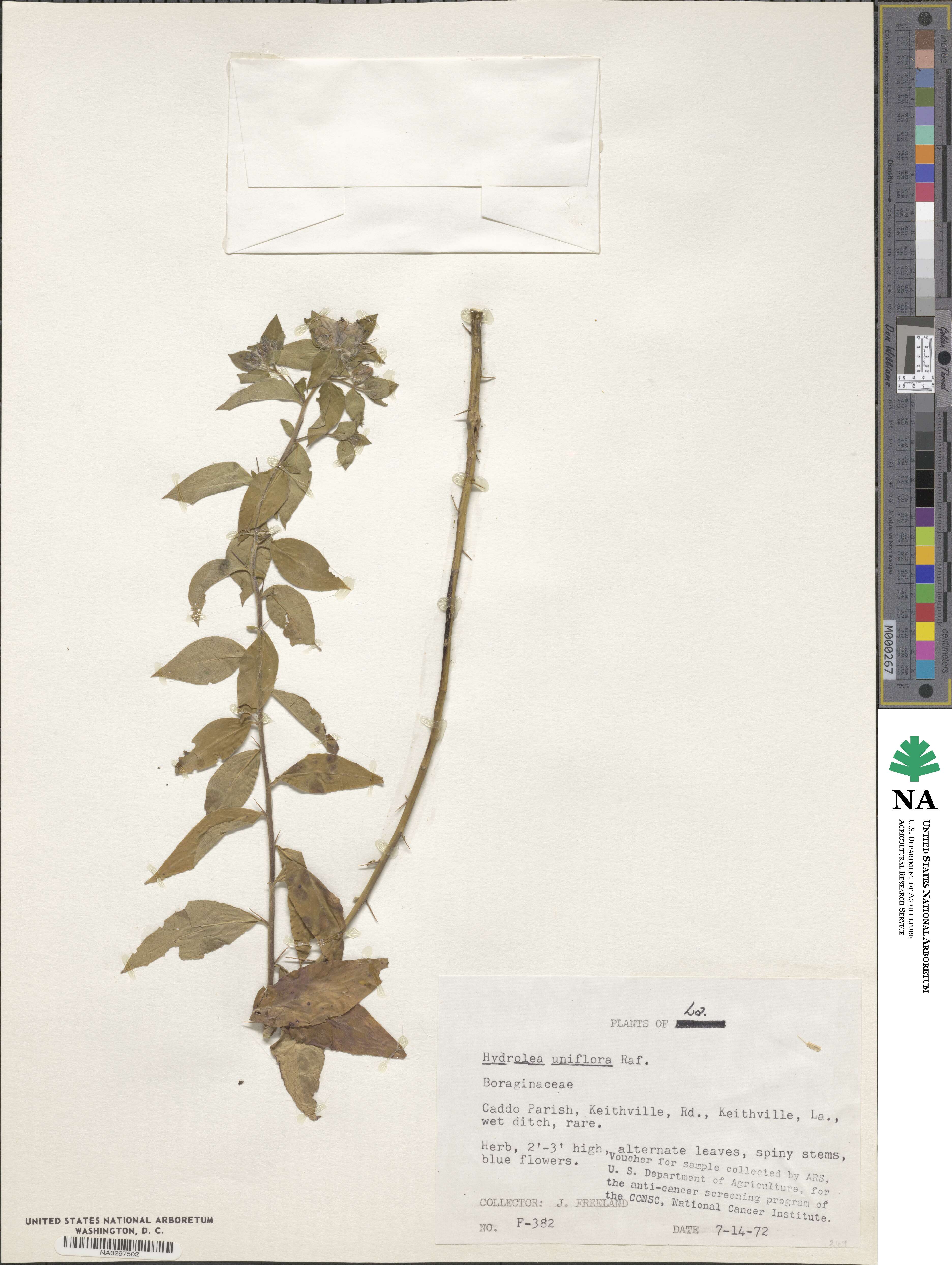 Hydrolea uniflora image