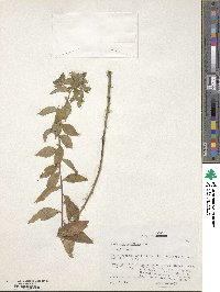 Hydrolea uniflora image