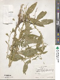 Hydrolea ovata image