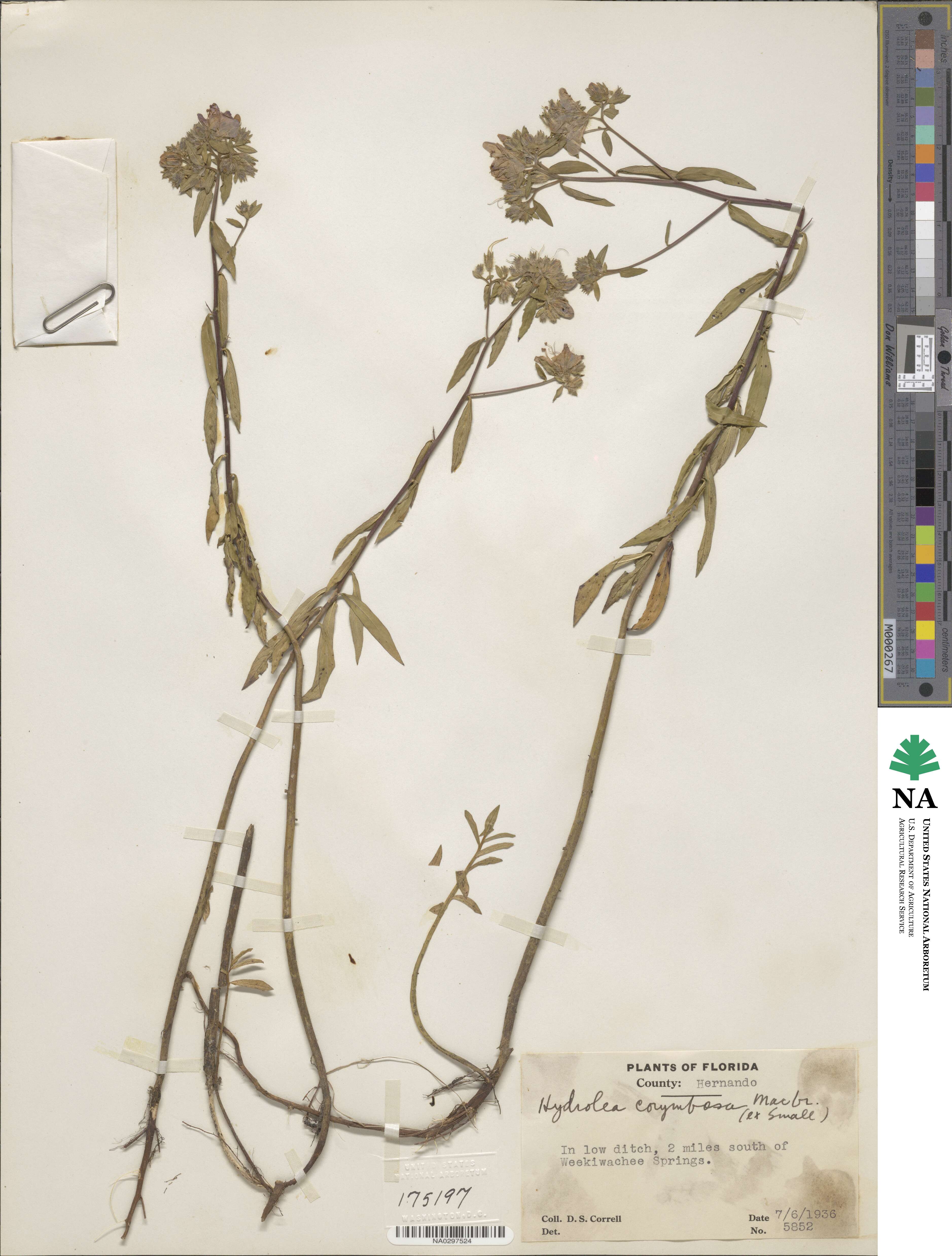 Hydrolea corymbosa image