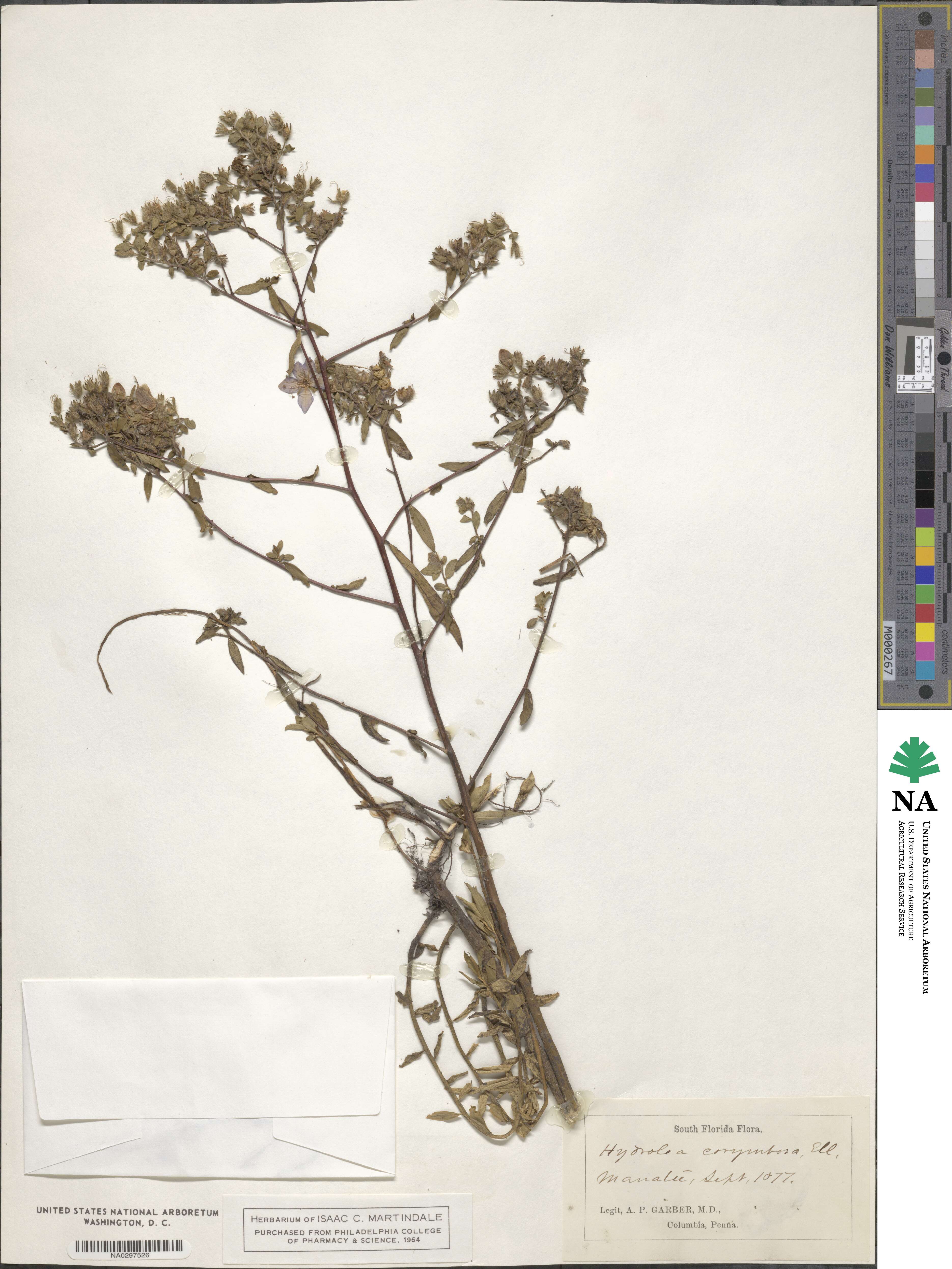 Hydrolea corymbosa image