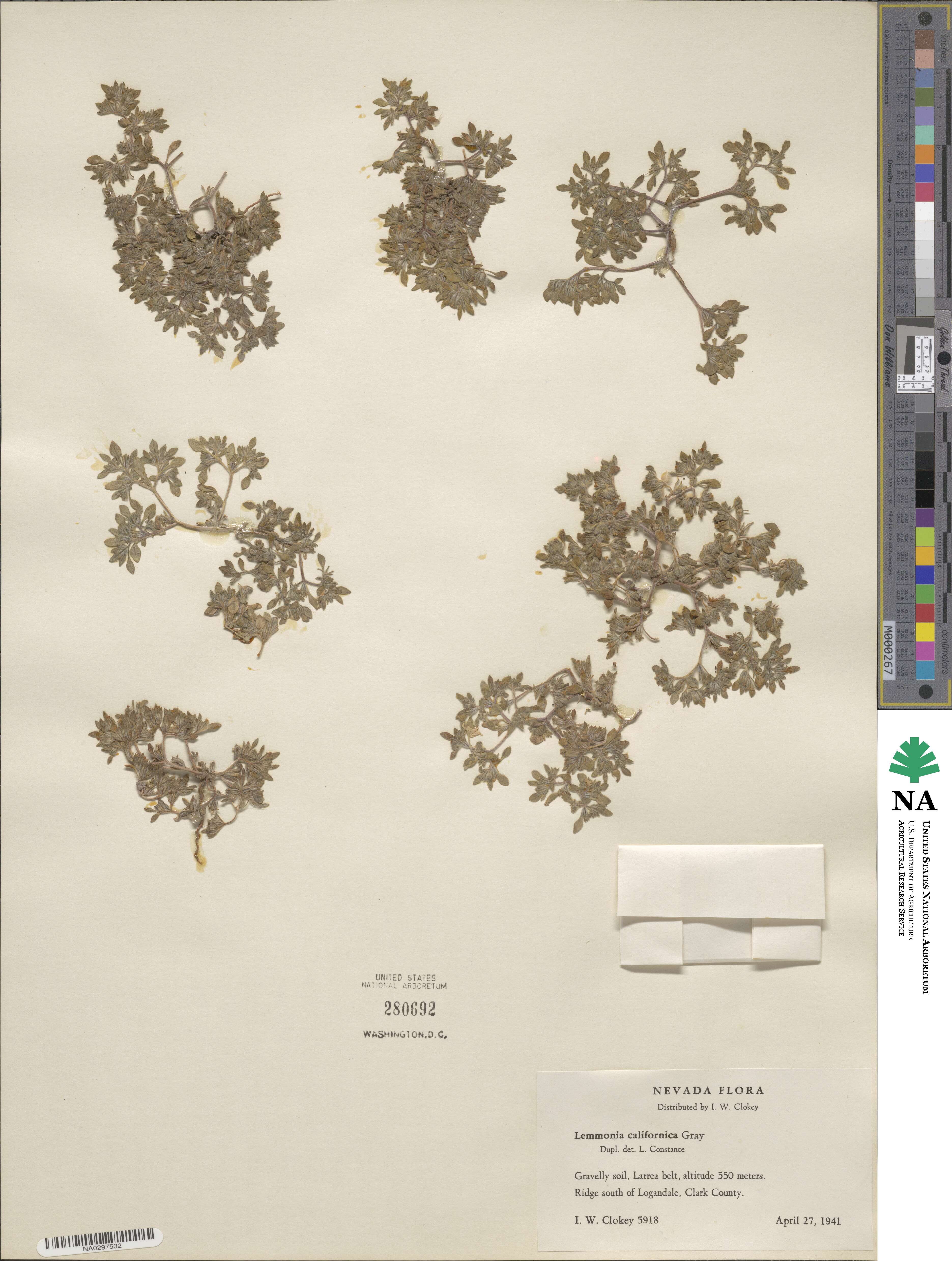 Nama californicum image