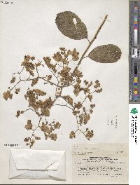 Image of Cordia dentata