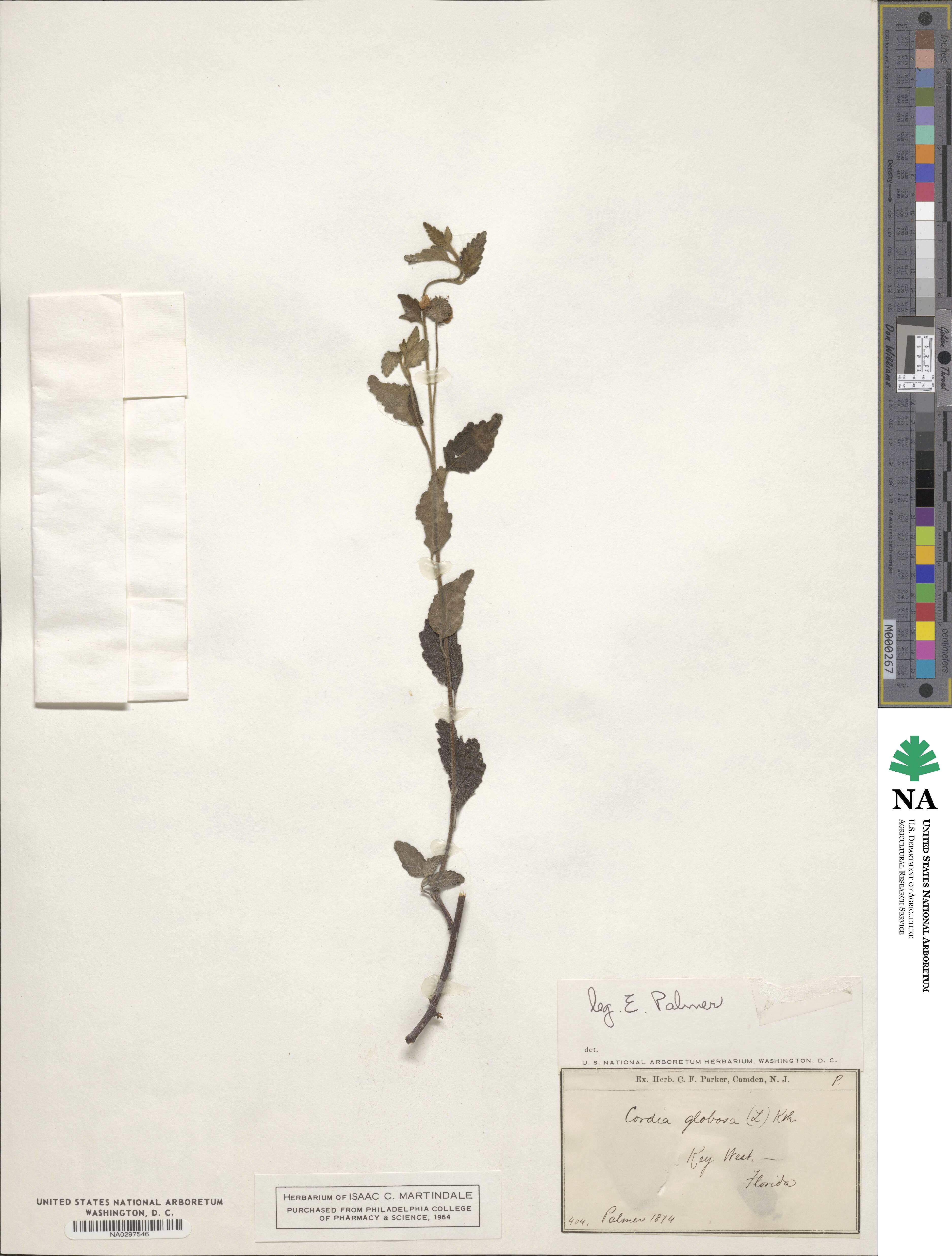 Cordia globosa image