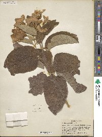 Cordia boissieri image