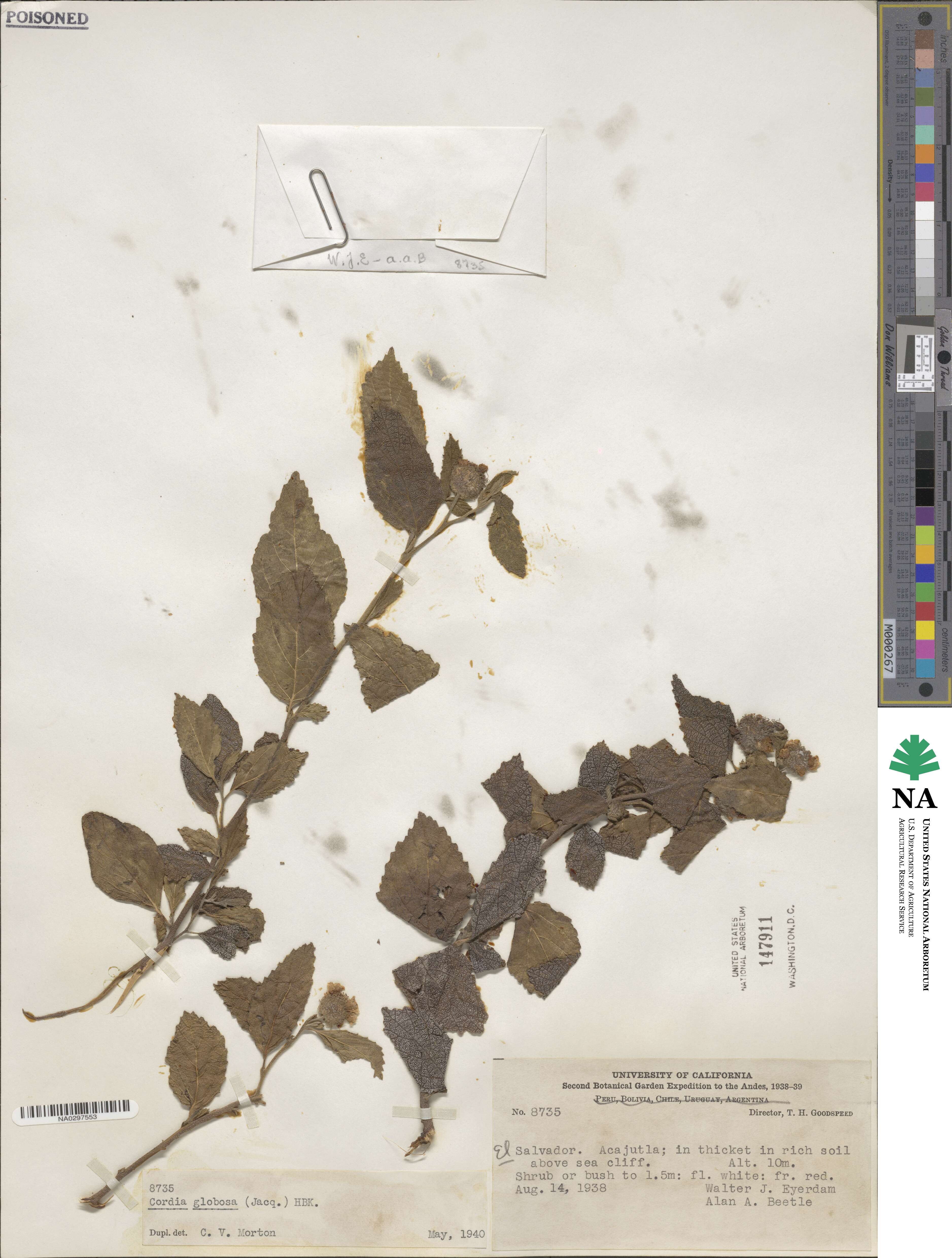 Cordia globosa image