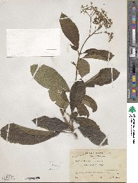 Image of Cordia diversifolia