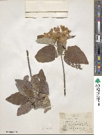 Cordia boissieri image