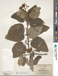 Cordia boissieri image