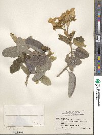 Cordia boissieri image