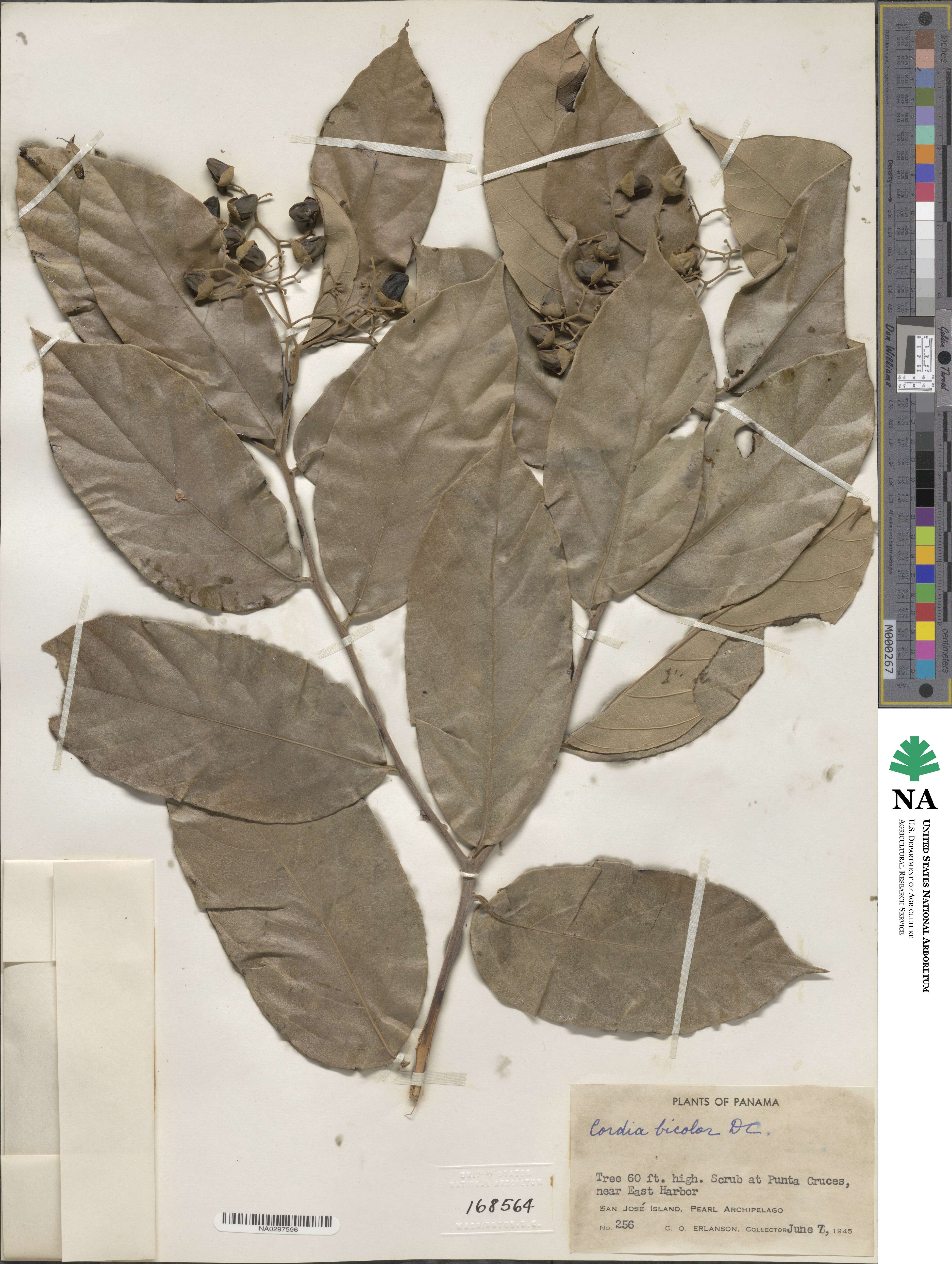 Cordia bicolor image