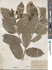 Cordia bicolor image