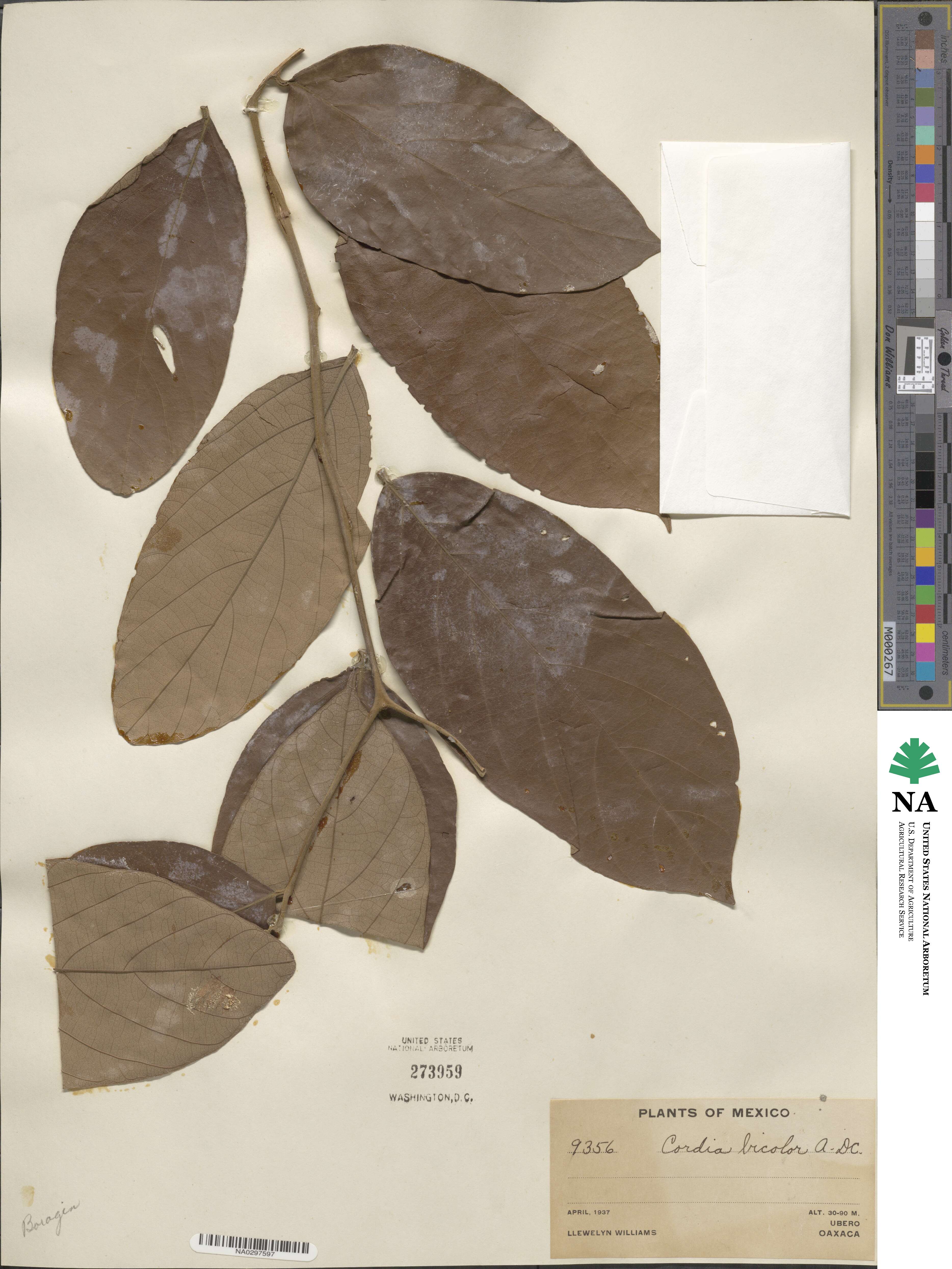 Cordia bicolor image