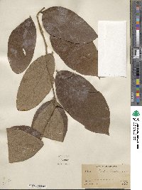 Cordia bicolor image