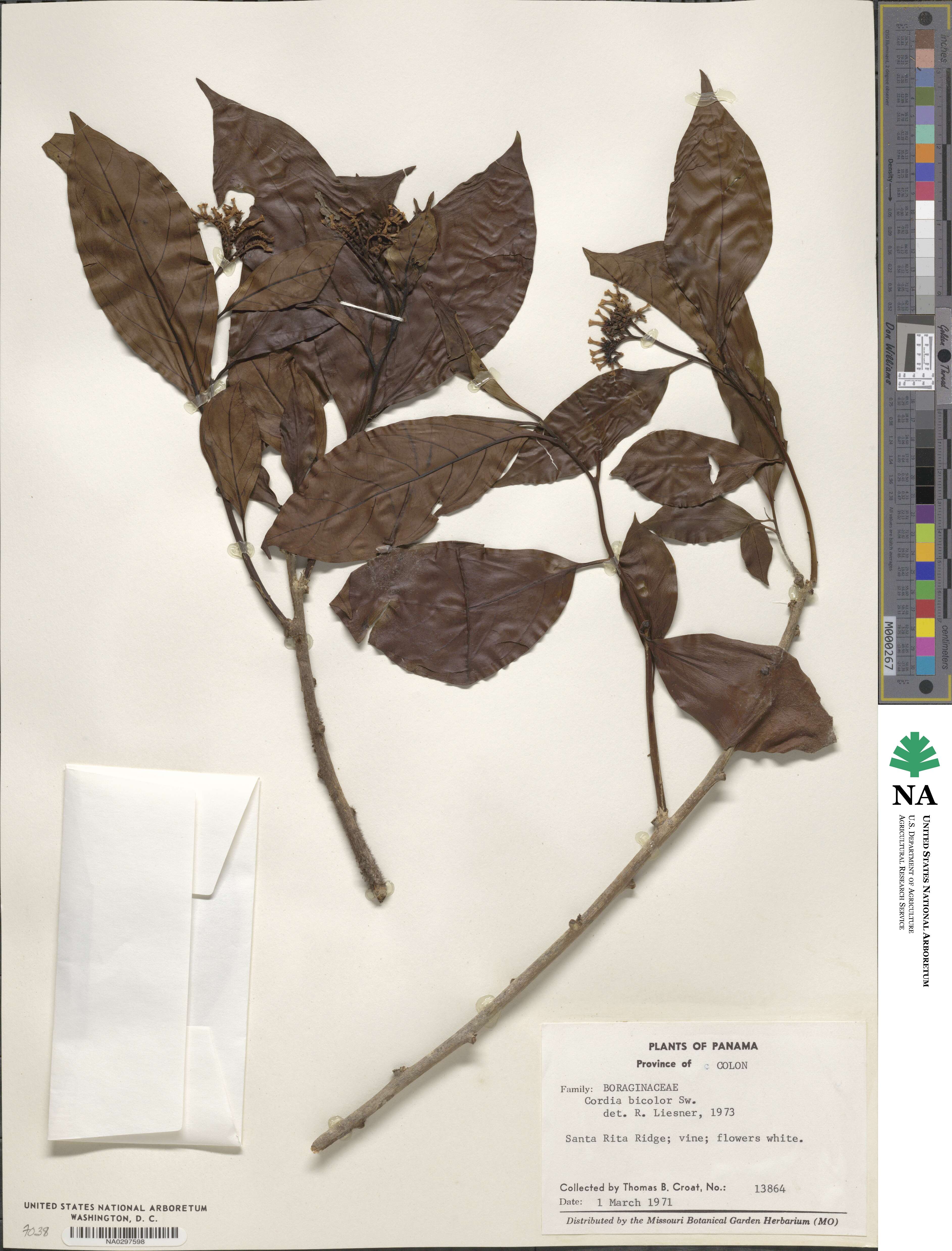 Cordia bicolor image