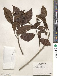 Cordia bicolor image