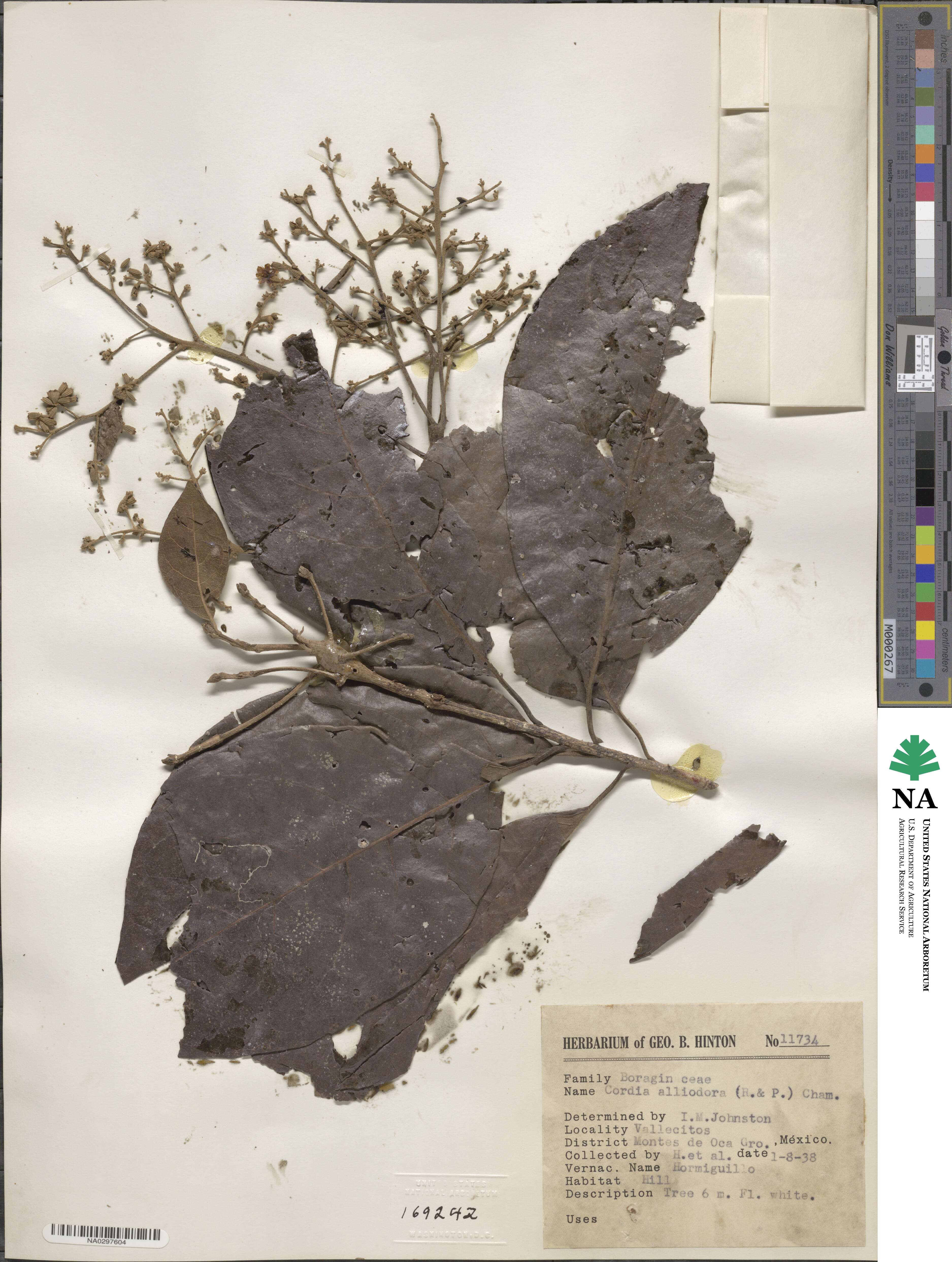 Cordia alliodora image