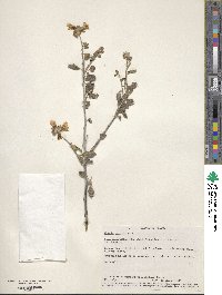 Cordia parvifolia image