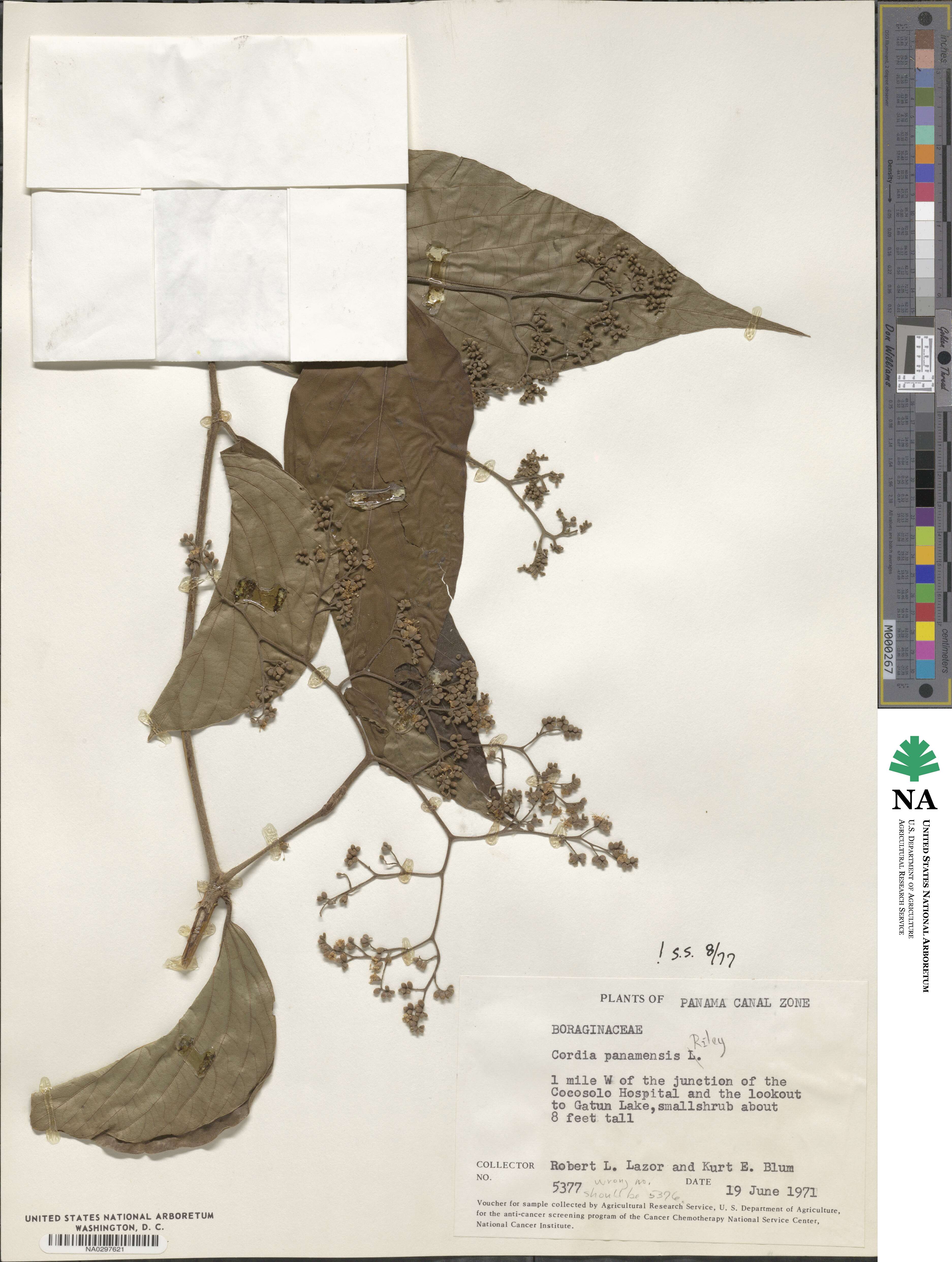 Cordia panamensis image