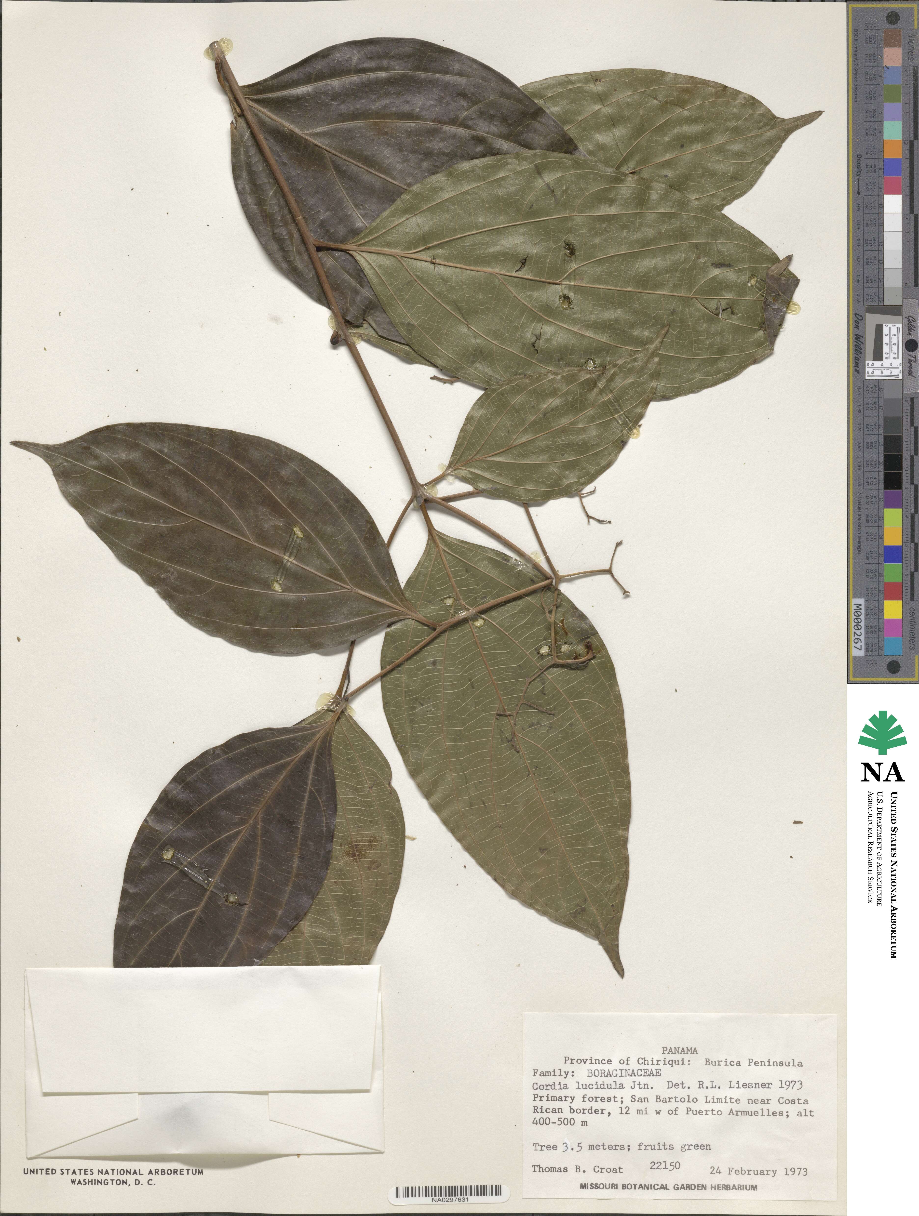 Cordia lucidula image
