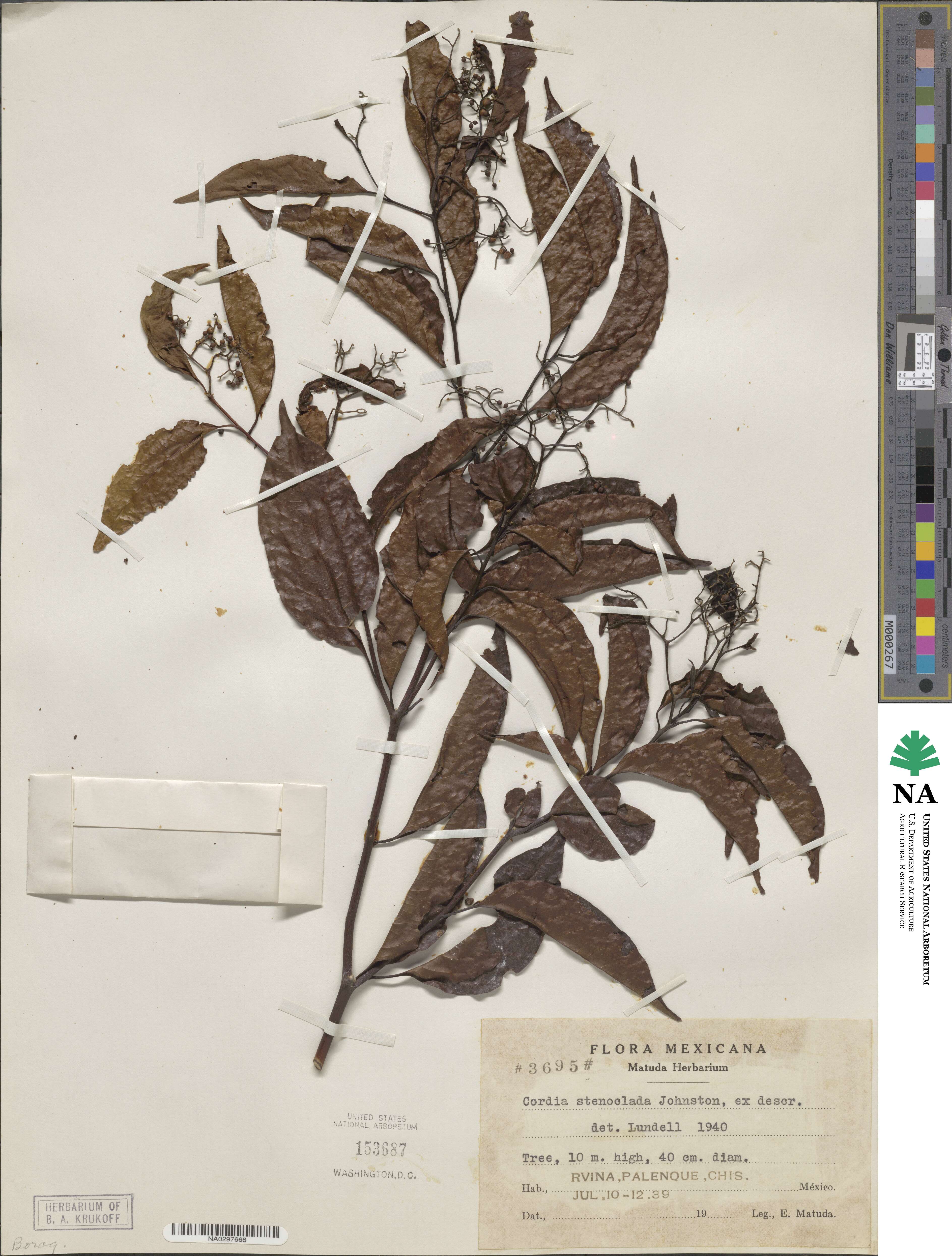 Cordia stenoclada image
