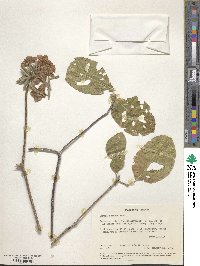 Cordia sonorae image