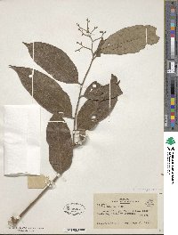 Cordia bicolor image