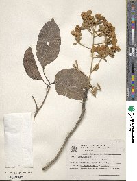 Cordia glabrata image