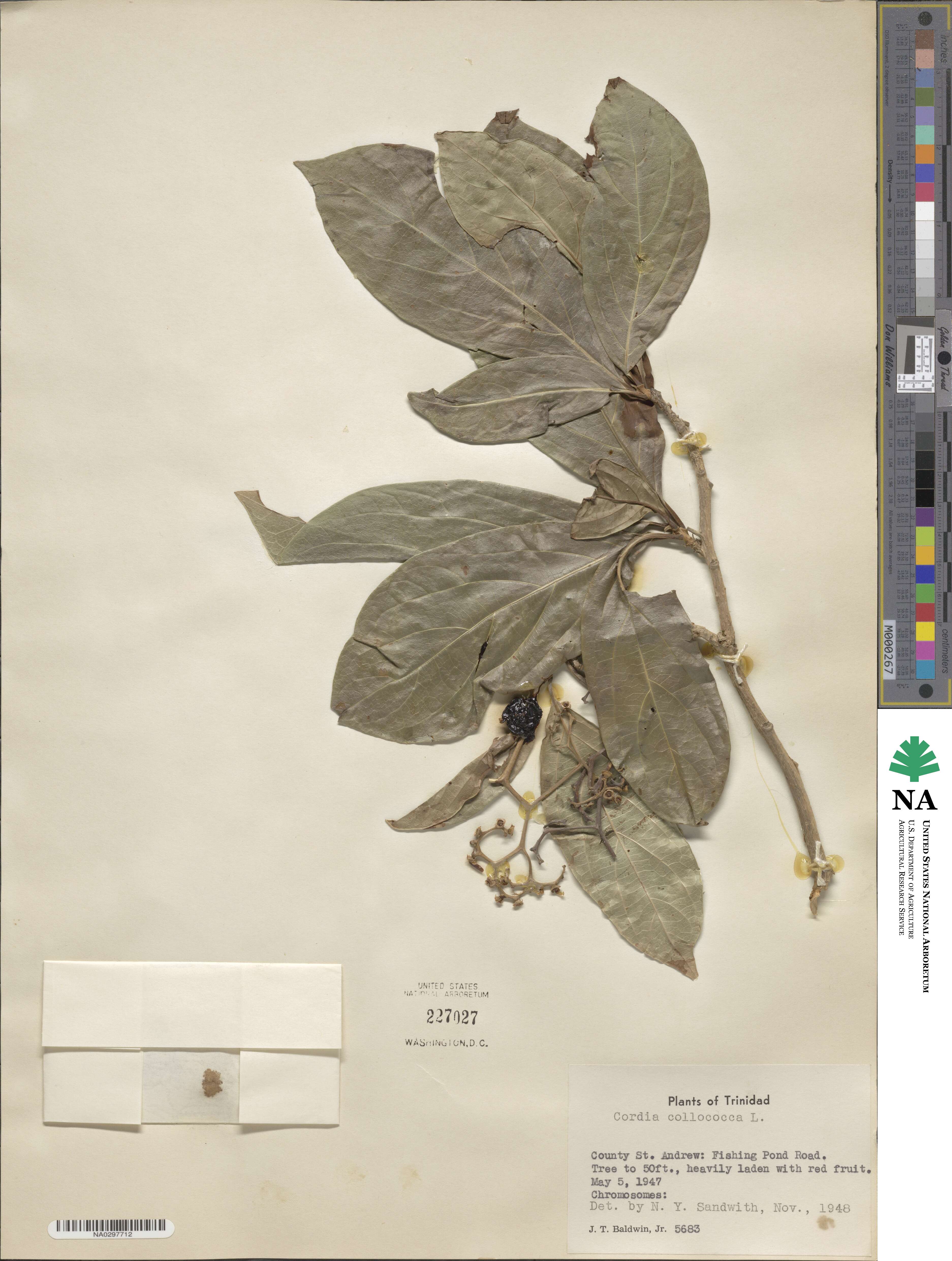 Cordia collococca image