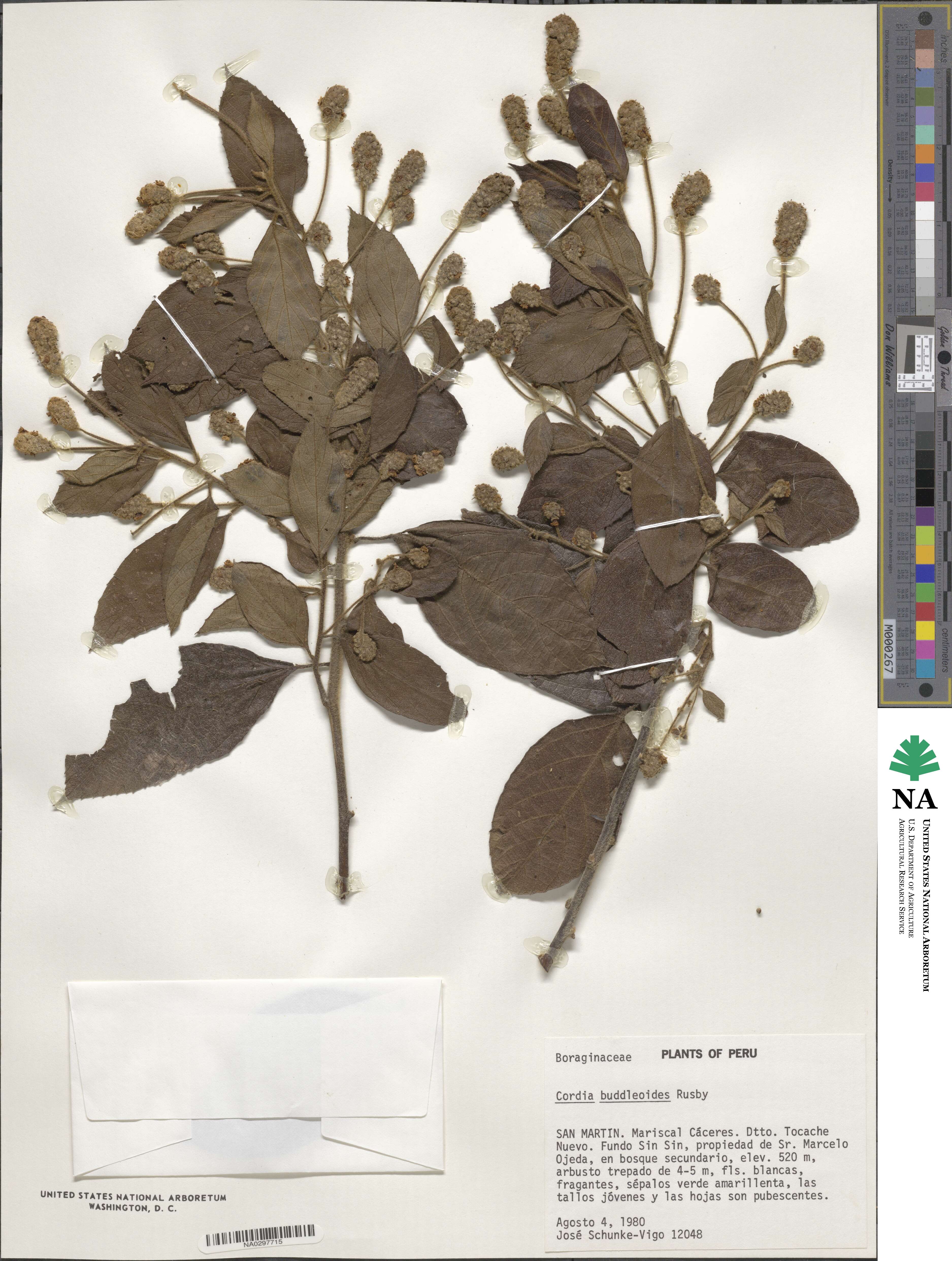 Cordia buddleoides image