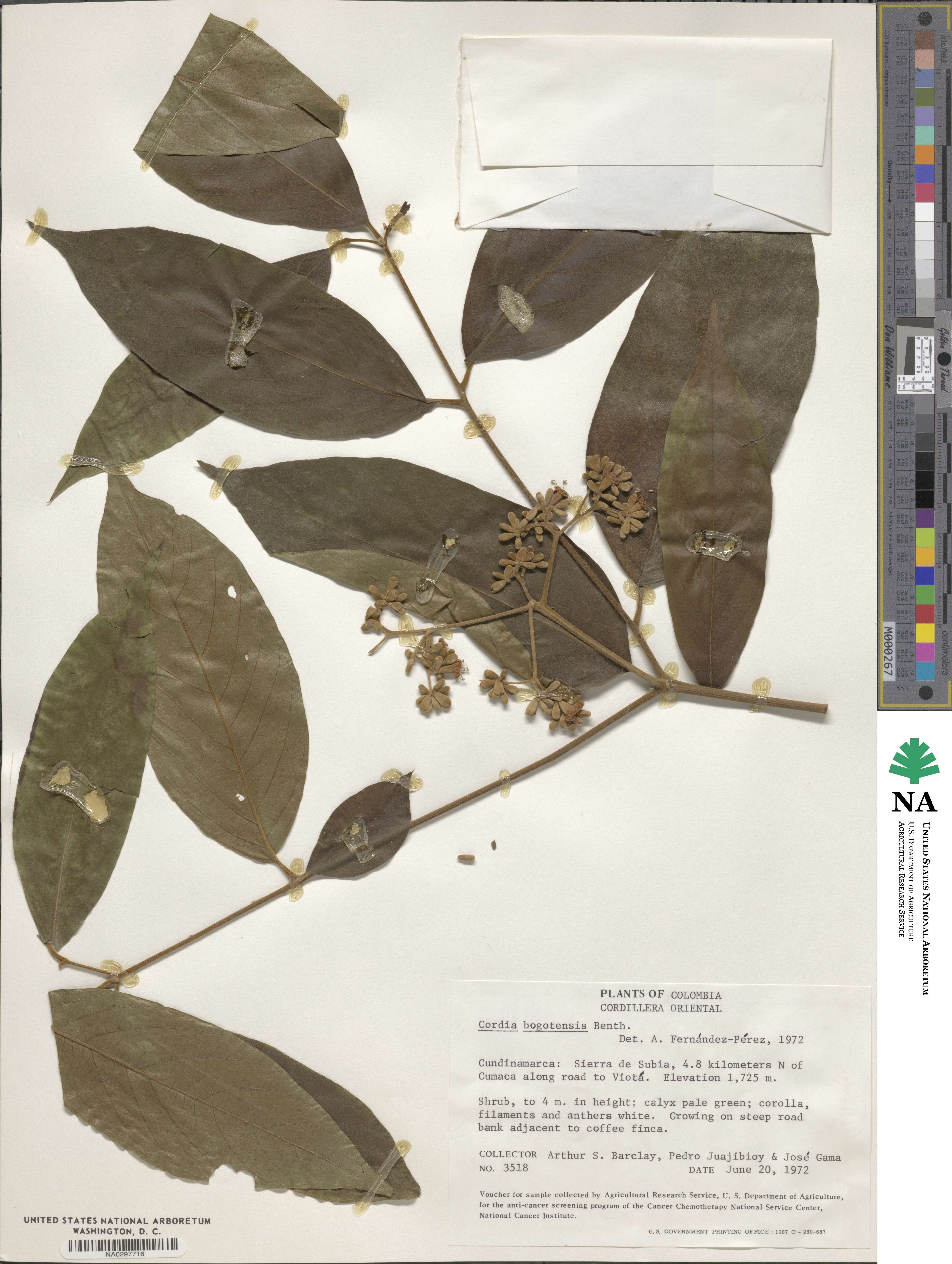 Cordia bogotensis image