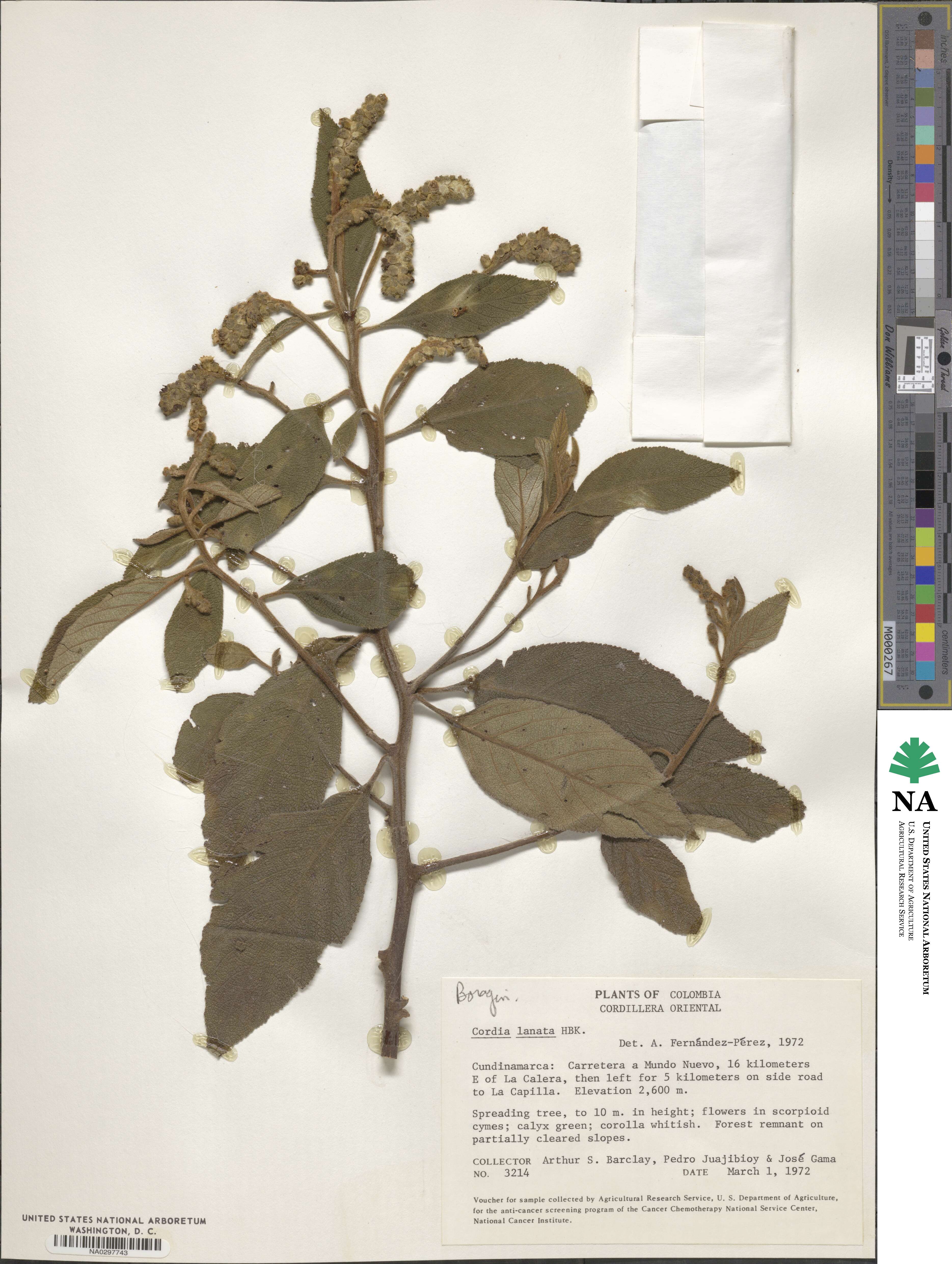 Cordia lanata image