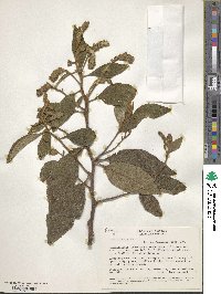 Image of Cordia lanata