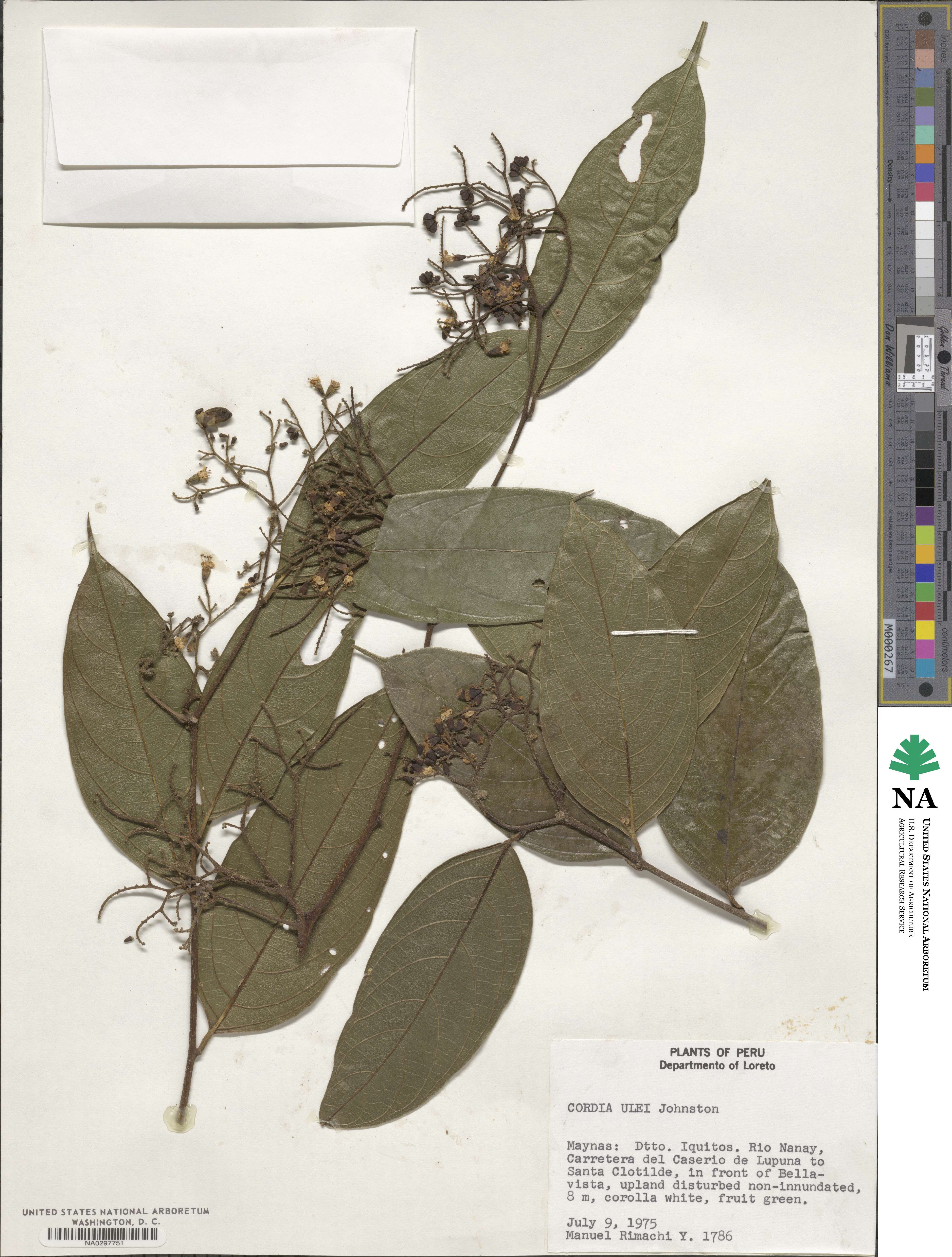 Cordia ulei image