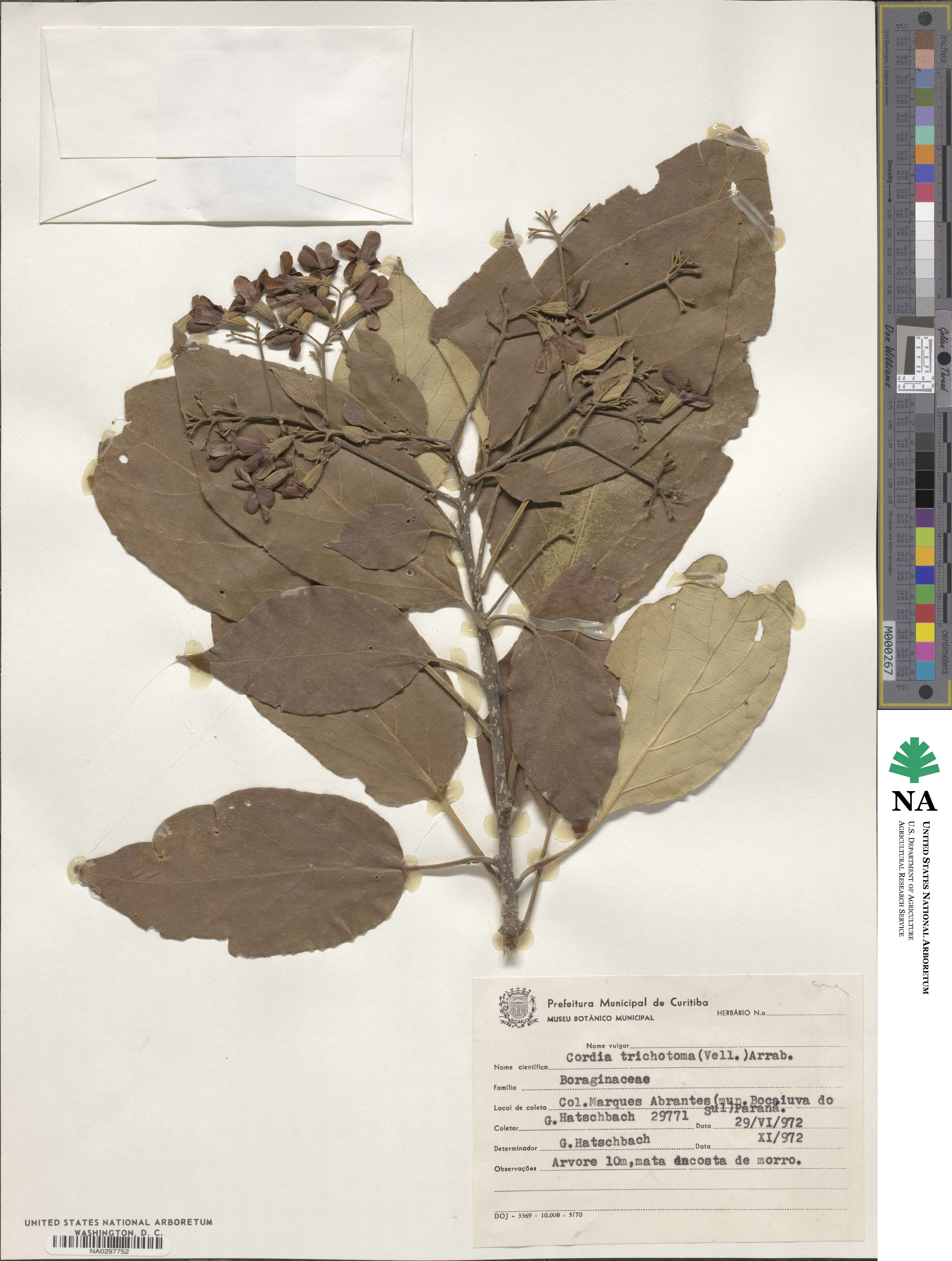 Cordia trichotoma image