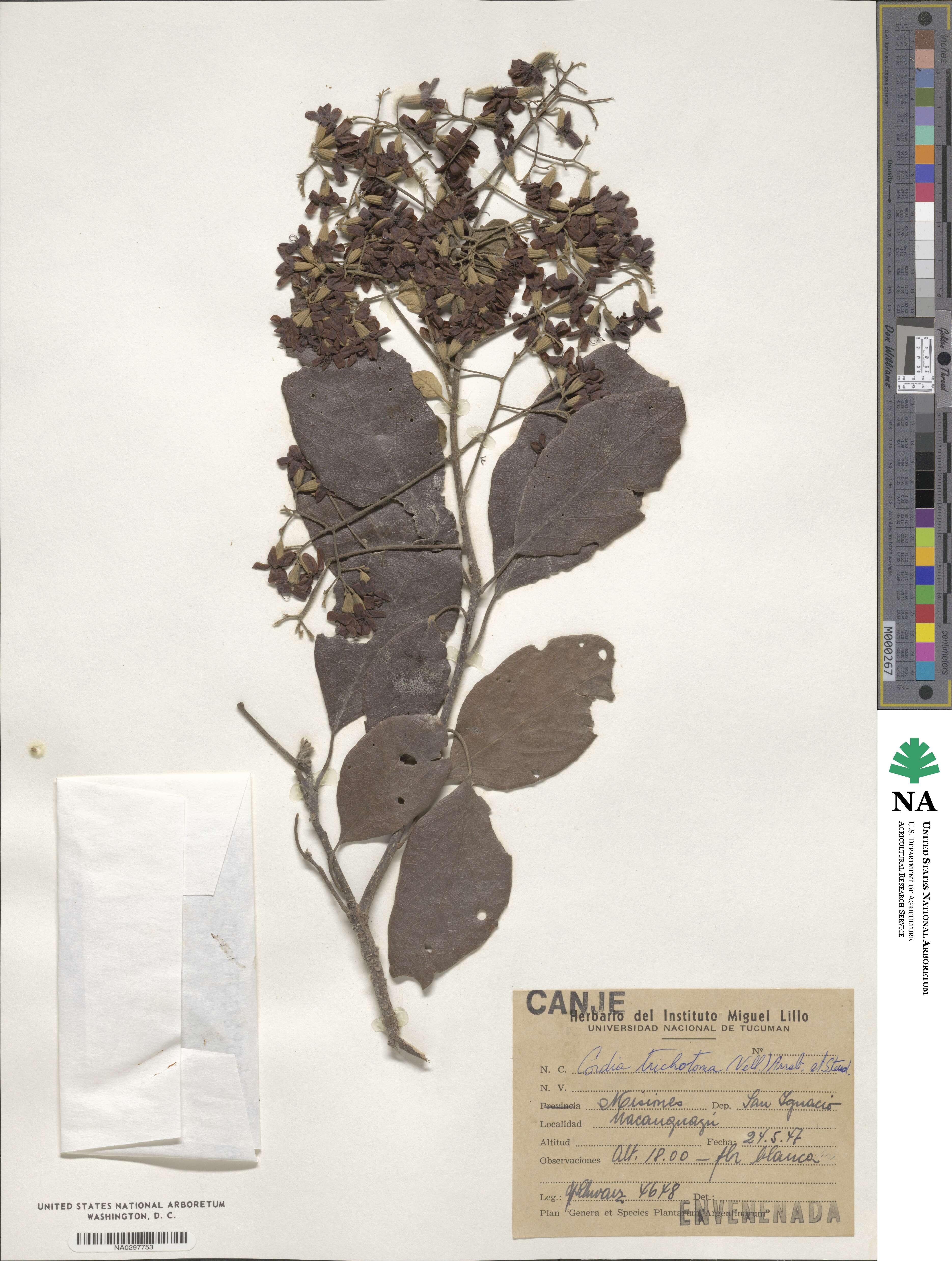 Cordia trichotoma image