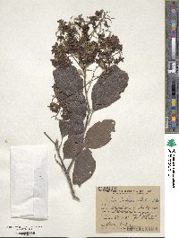 Cordia trichotoma image