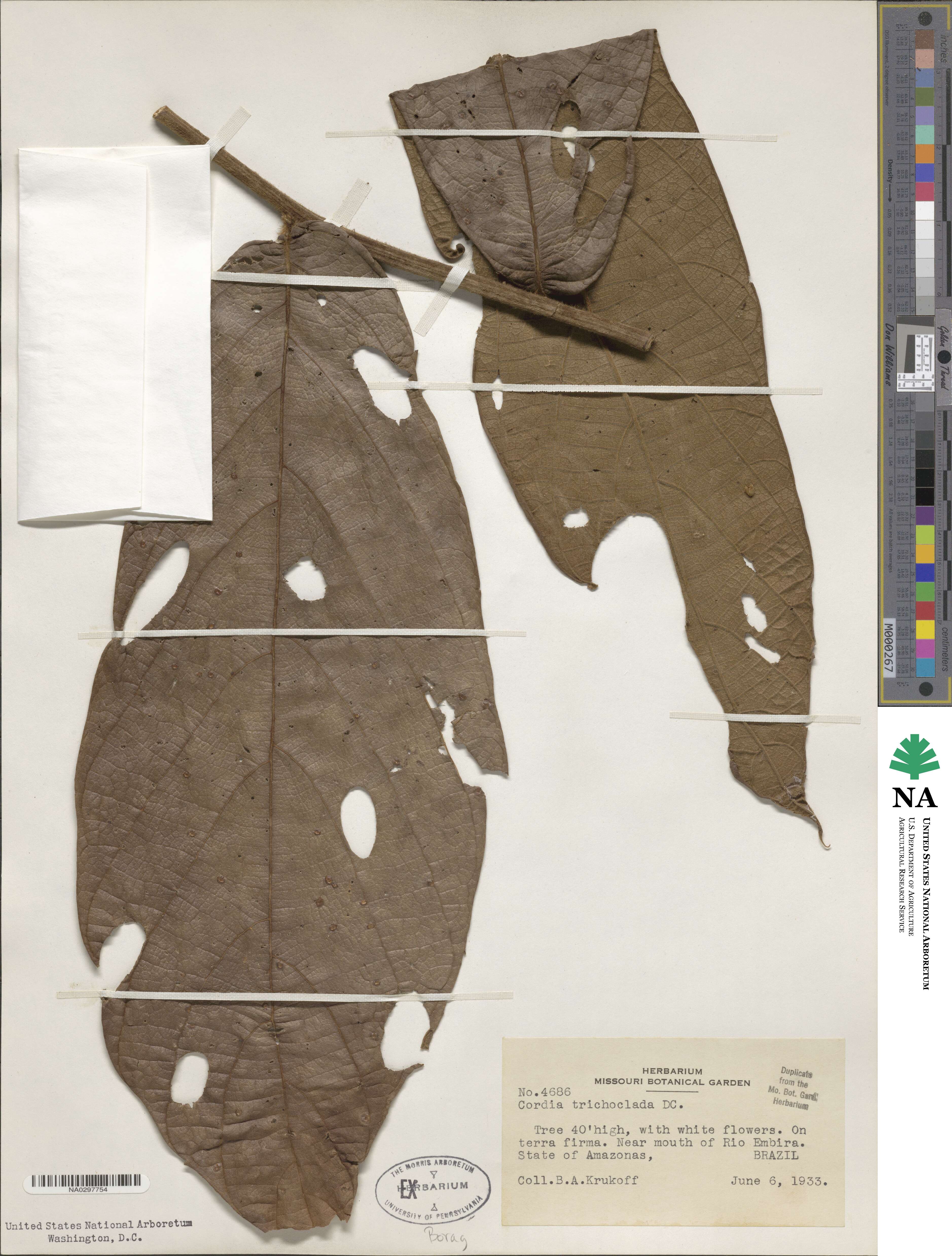 Cordia trichoclada image