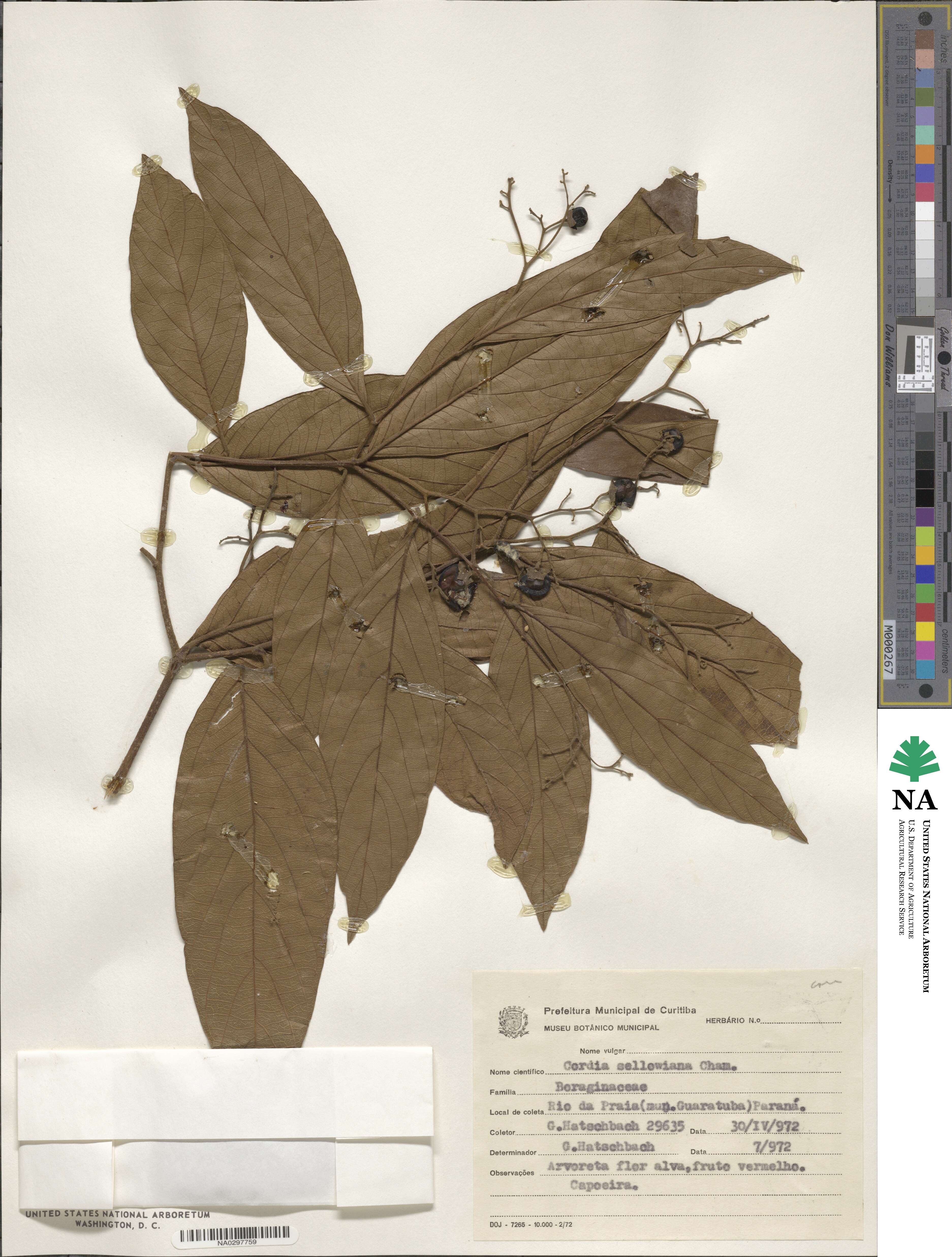 Cordia sellowiana image