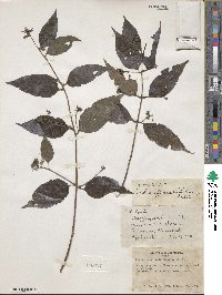 Cordia scabrifolia image