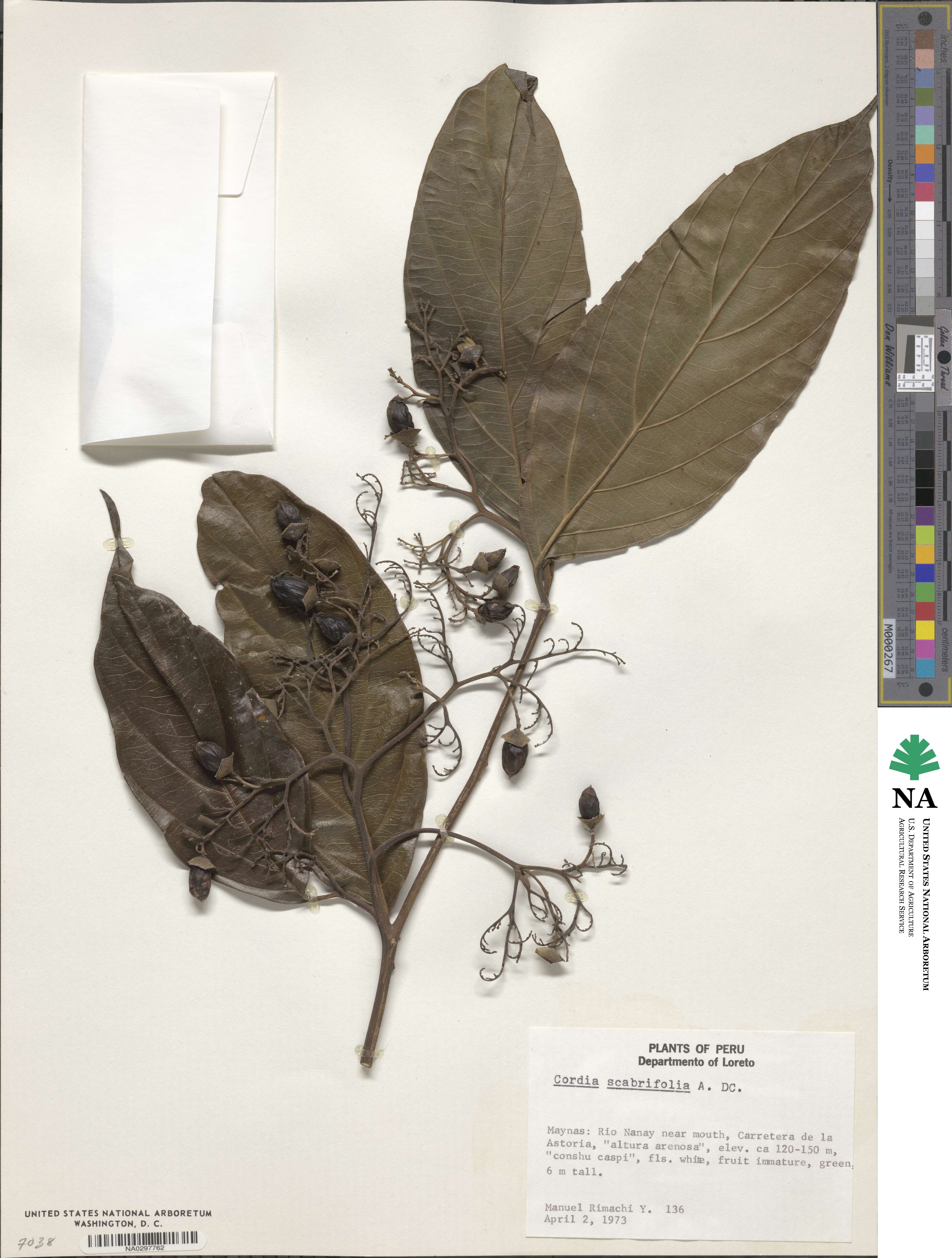 Cordia scabrifolia image