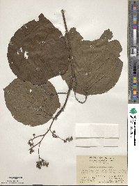 Image of Cordia latifolia