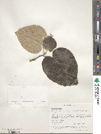 Cordia dichotoma image