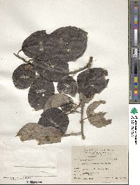 Cordia dichotoma image